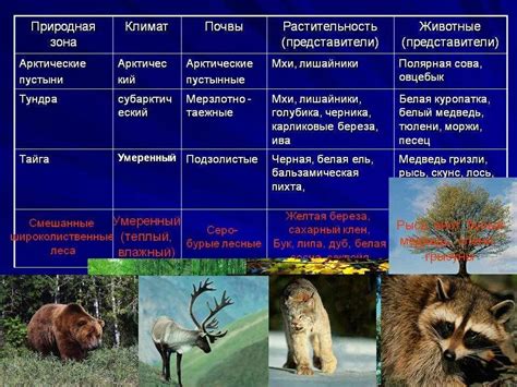 Растительность: использование различных типов растений