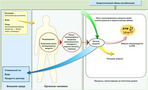 Реакции с окружающей средой