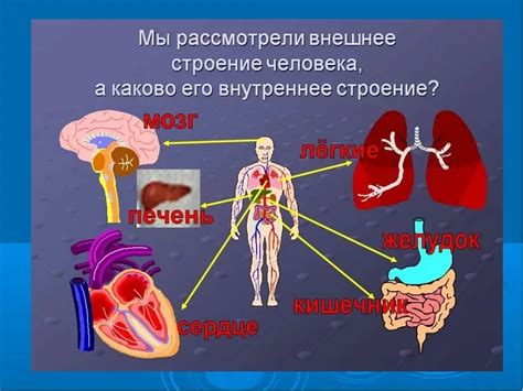 Реалистичное представление внутреннего строения человека