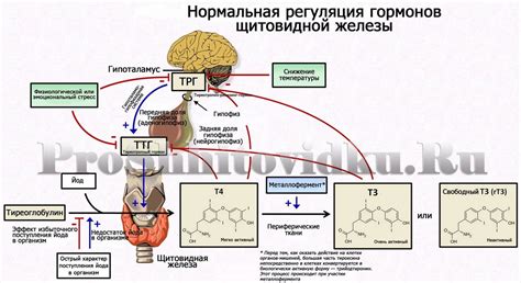 Регулирование работы щитовидной железы с помощью гормонов