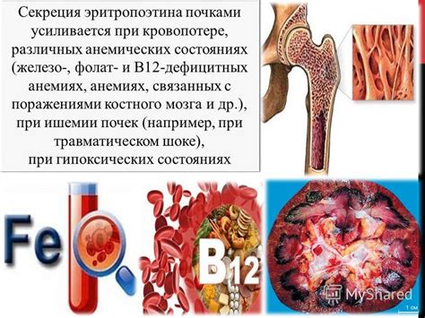 Реснички почек: производство эритропоэтина