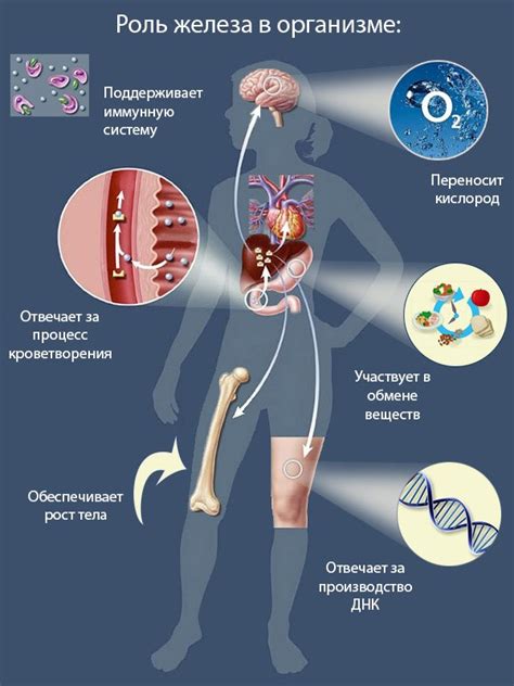 Роли железа в организме и его недостаток