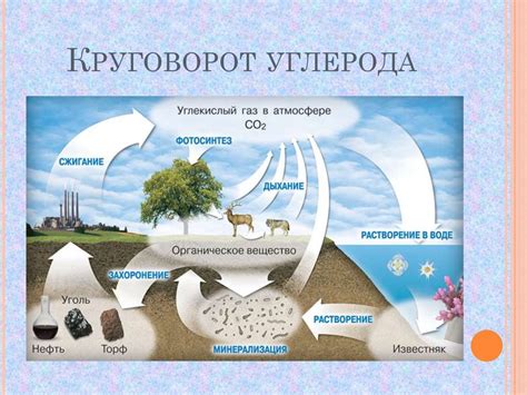 Роль азота в живых организмах