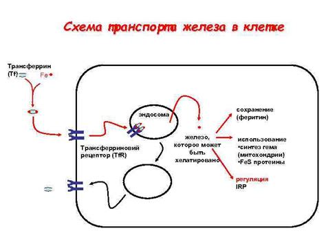 Роль активной концентрации в биологических системах