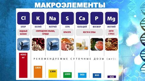 Роль биоэлементов в организме человека