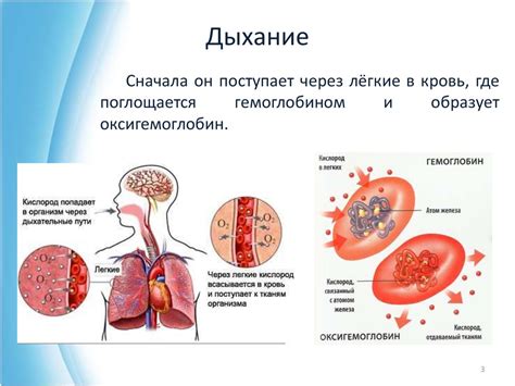 Роль влаги и кислорода в появлении зеленого налета