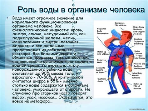 Роль воды в процессе разложения