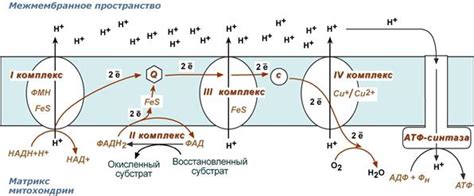 Роль в передаче электронов