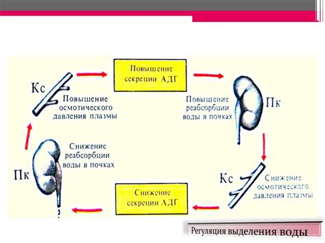 Роль в регуляции водно-солевого и кислотно-щелочного баланса