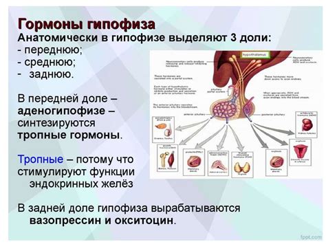 Роль гипофиза в выделении адреналина