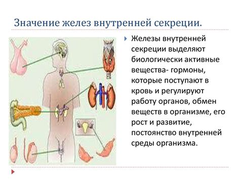 Роль гормонов внутренней секреции в организме