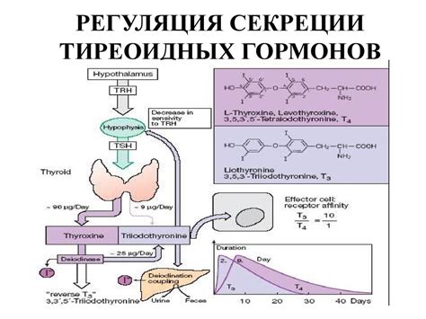 Роль гормонов в возникновении металлического привкуса