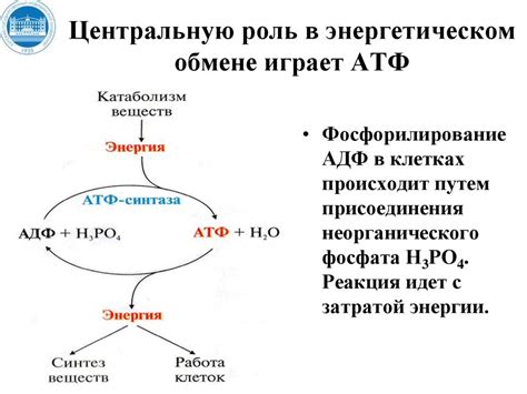 Роль дерева в энергетическом цикле