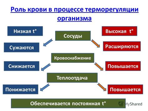 Роль железа в терморегуляции