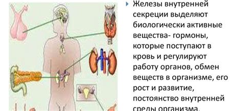Роль желез внутренней секреции в образовании тироксина