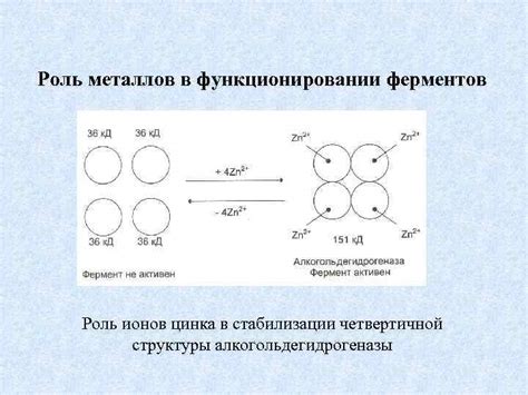 Роль ионов металлов в активных центрах ферментов