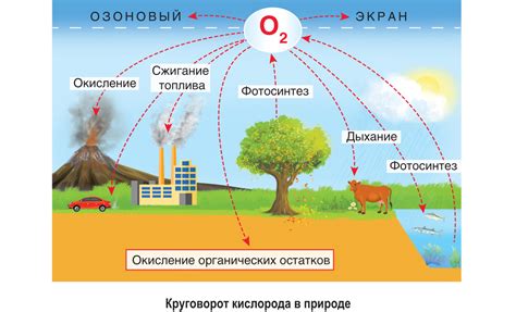 Роль кислорода в природе