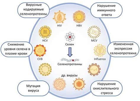 Роль комплексов в организмах