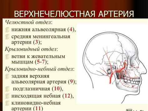 Роль крыловидно-небного узла в регуляции слезообразования