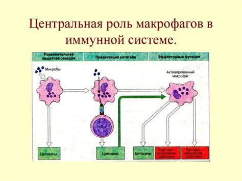 Роль макрофагов в реакции на прививку