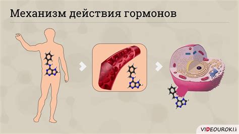 Роль меди в обмене веществ