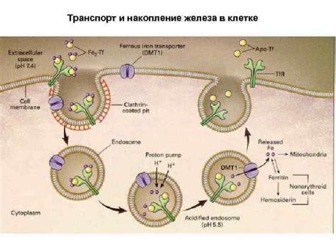 Роль металла в биологических системах