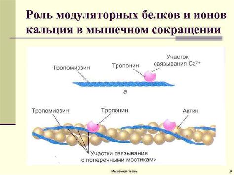 Роль металлических ионов в лигандировании белков