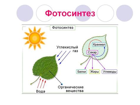 Роль металлического компонента хлорофилла в фотосинтезе