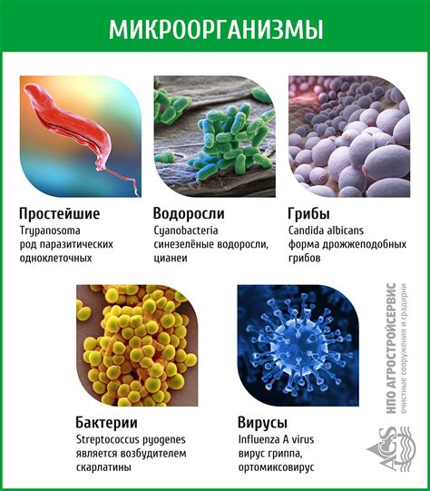 Роль микроорганизмов в очистке от тяжелых металлов