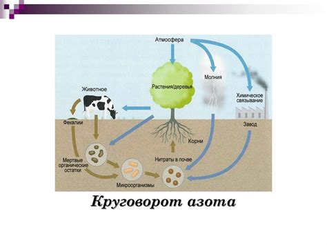 Роль микроорганизмов в разложении металла