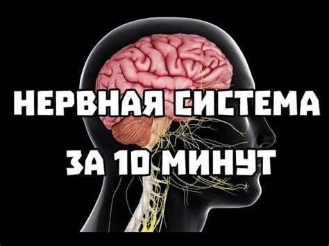 Роль нервной системы в функционировании слезной железы