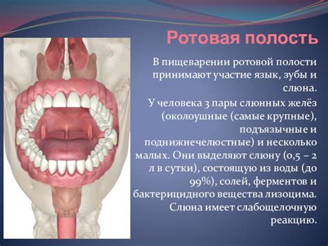 Роль слюны в пищеварении и защите полости рта