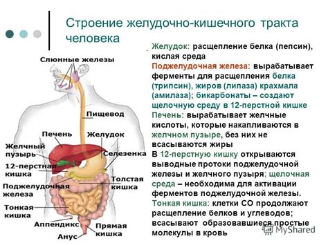 Роль ферментов в пищеварительном процессе