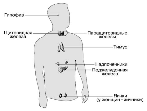 Роль черезоколоушной железы в функционировании организма