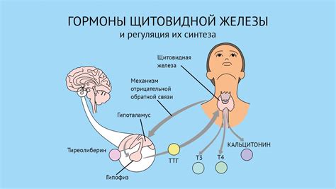 Роль щитовидной железы в организме и необходимость операции