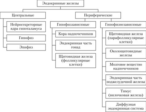 Роль эндокринной железы в репродуктивной системе