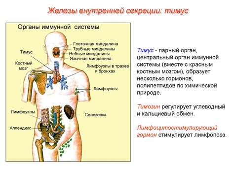 Роль эндокринной системы в работе пищеварительной железы