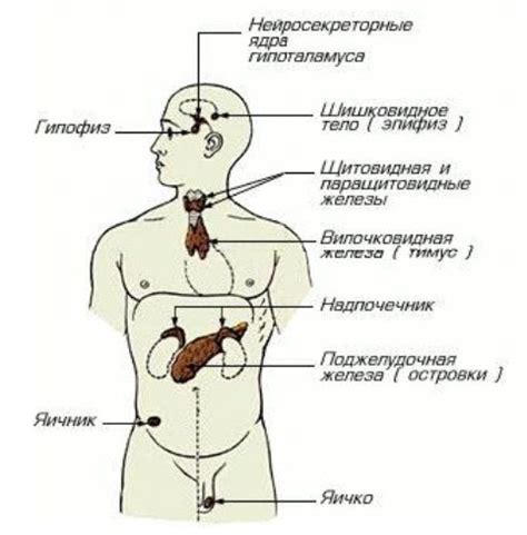 Роль эндокринных желез в организме: гормоны и функции