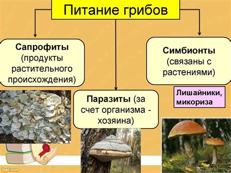 Сбор грибов как основной способ питания грибных коров