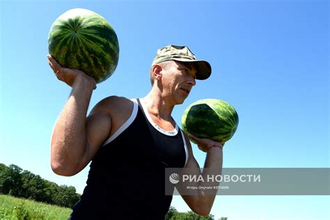 Сбор и использование арбузов