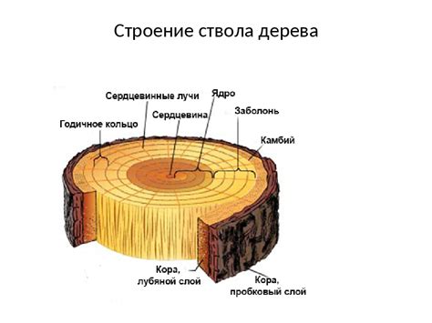 Свойства дерева: