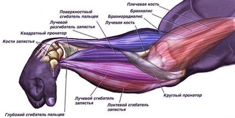 Свойства кулака