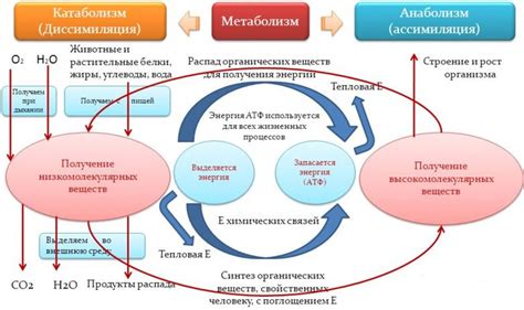 Связь алкоголя и метаболических процессов