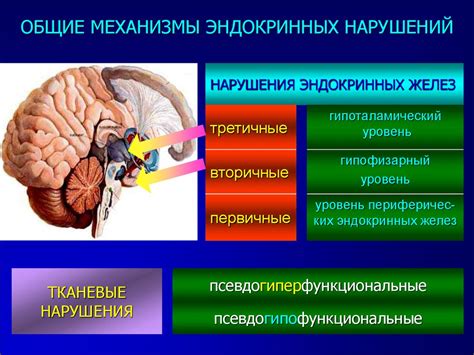 Связь эндокринной и нервной систем