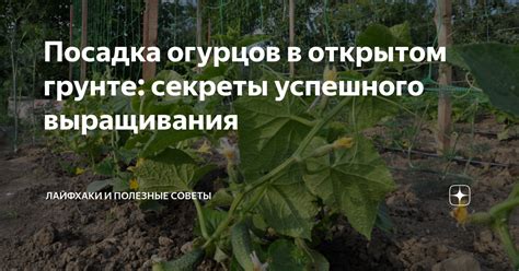 Секреты успешного скрещивания зелий