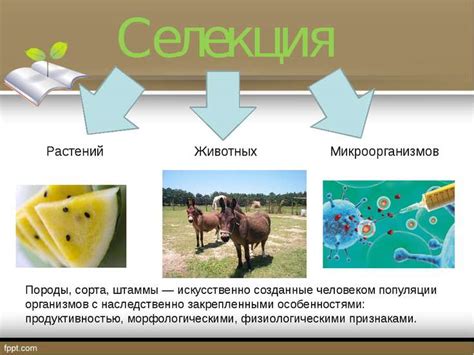 Селекция растений для хорошей земли