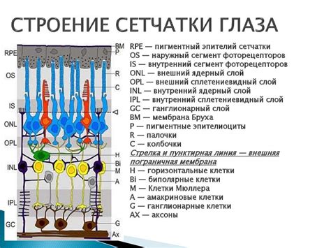 Сетчатки и фильтры