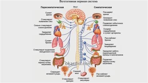 Симпатический нерв и слузящая железа