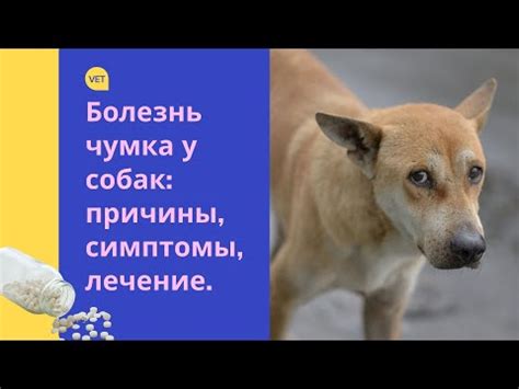 Симптомы и признаки отравления собаки тяжелыми металлами