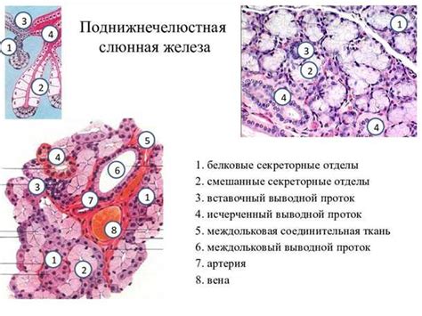 Симптомы и причины возникновения проблем со слюнными железами